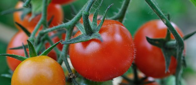 Benefícios dos tomates
