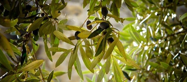 folhas de oliveira